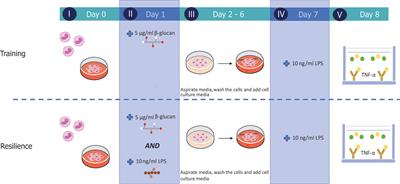 Continuous Exposure to Non-Soluble β-Glucans Induces Trained Immunity in M-CSF-Differentiated Macrophages